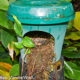 Puaiohi chicks in flower pot nest box Kawaikoi Eric VanderWerf 9 June 2011 small-
