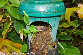 Puaiohi chicks in flower pot nest box Kawaikoi Eric VanderWerf 9 June 2011 small-