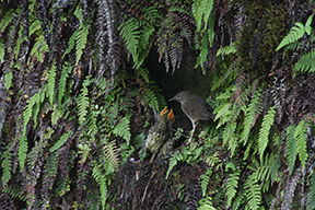 Puaiohi nest with chicks-Photo by Lucas Behnke