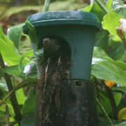 Puaiohi Nest box-photo by Mark Wiley