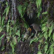 Puaohi feeding chicks-Photo by Lucas Behnke