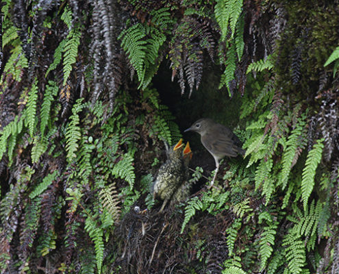 Puaohi feeding chicks-Photo by Lucas Behnke