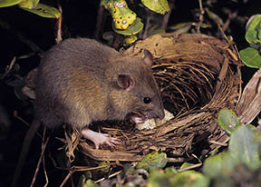 Rats feeding on birds eggs