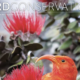 Bird Conservation Magazine