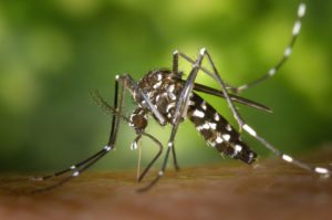 Aedes albopictus- 