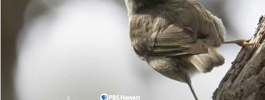 PBS Hawai’i broadcast of “When Silence Becomes The Song” – Kauai Forest ...
